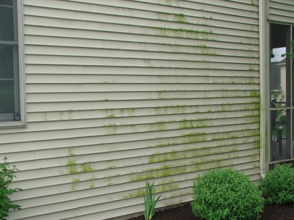 Siding on a house with green mold. This will need to be cleaned off by either pressure washing or other type of cleaning. 